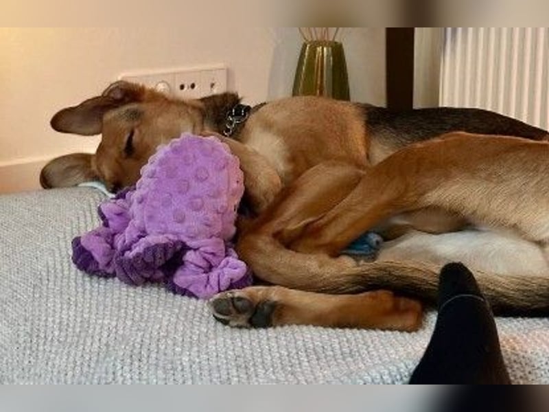 FAYE - klug, sensibel und ein kleiner Clown sucht ihr Zuhause