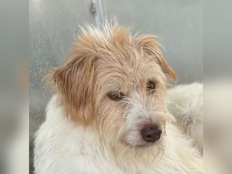 Dos (Spanien) – ein lieber Wuschel zum Verlieben