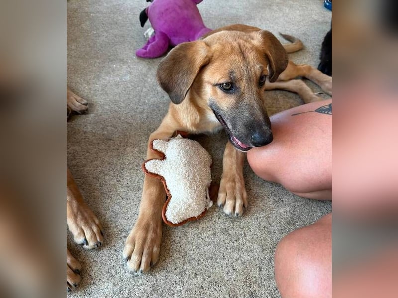 Dexter (Spanien) - lebensfroher Junge sucht seine für immer Futterstelle
