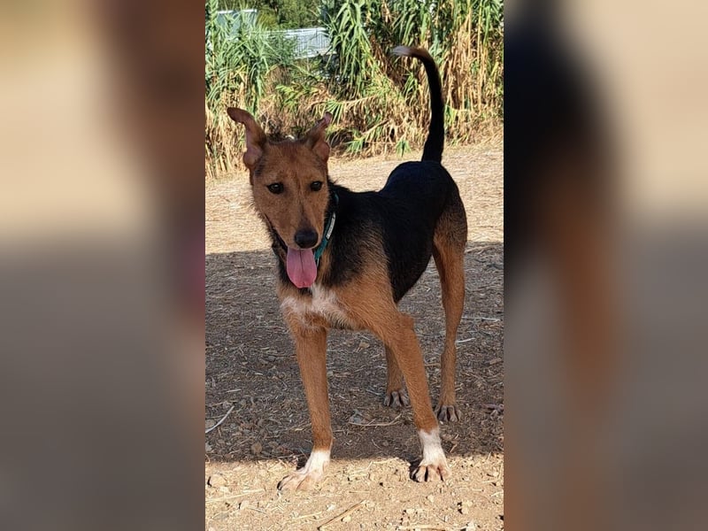 Fritzi (Spanien) – ein hübscher Mischling, der gerne gestreichelt wird