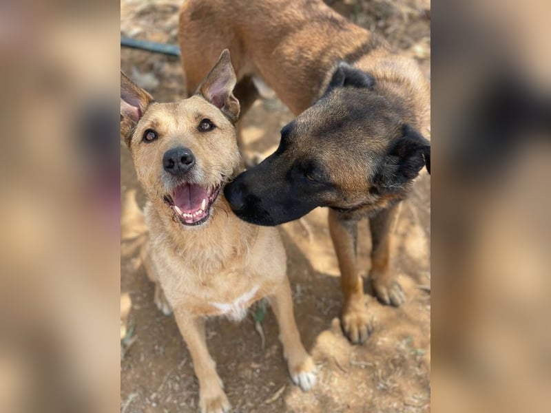 Baloo (Spanien) – ein treuer Gefährte auf der Suche nach seinem letzten Zuhause