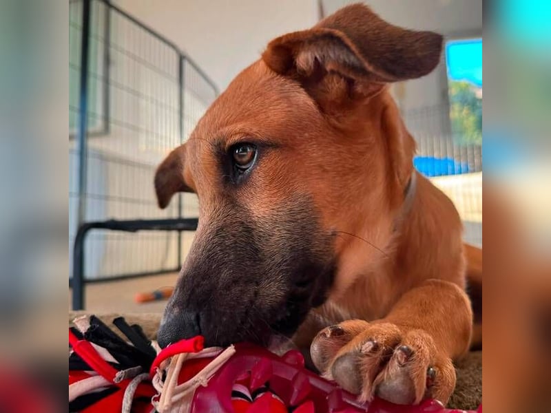 Dexter (Spanien) - lebensfroher Junge sucht seine für immer Futterstelle