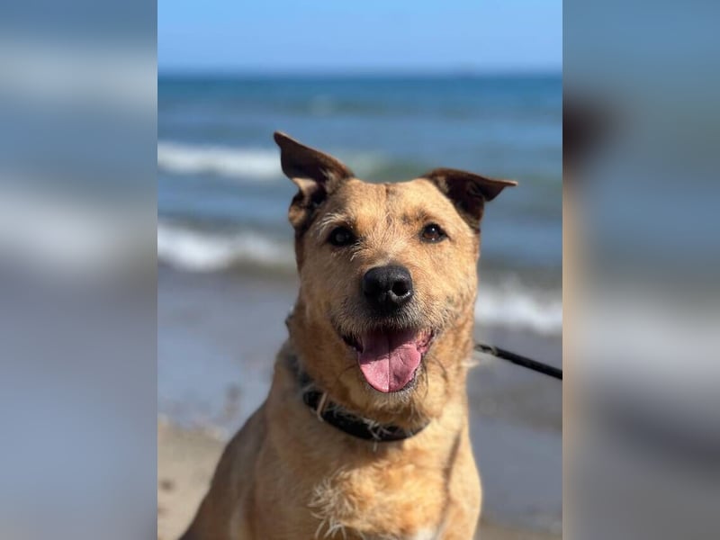 Baloo (Spanien) – ein treuer Gefährte auf der Suche nach seinem letzten Zuhause