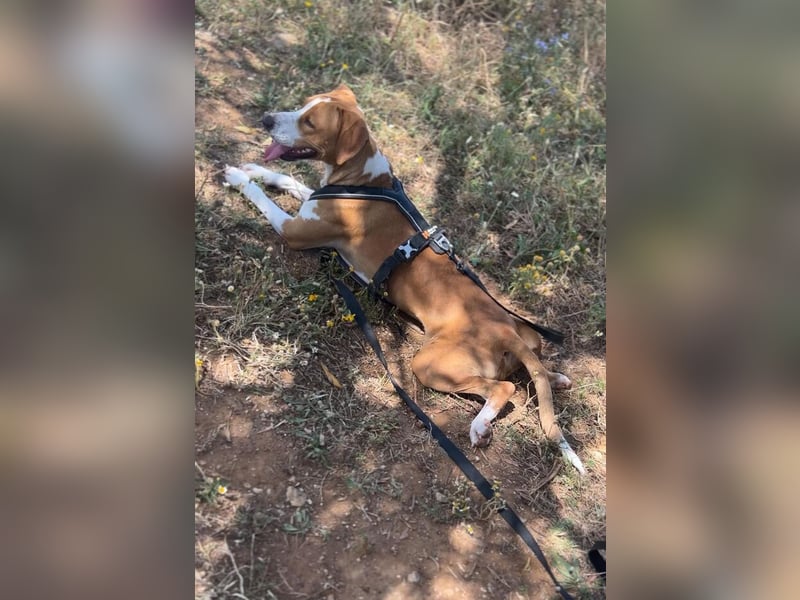 Sandy (Spanien) – verspielte Gotland Hound-Hündin sucht ihr erstes richtiges Zuhause