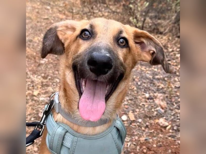 Dexter (Spanien) - lebensfroher Junge sucht seine für immer Futterstelle