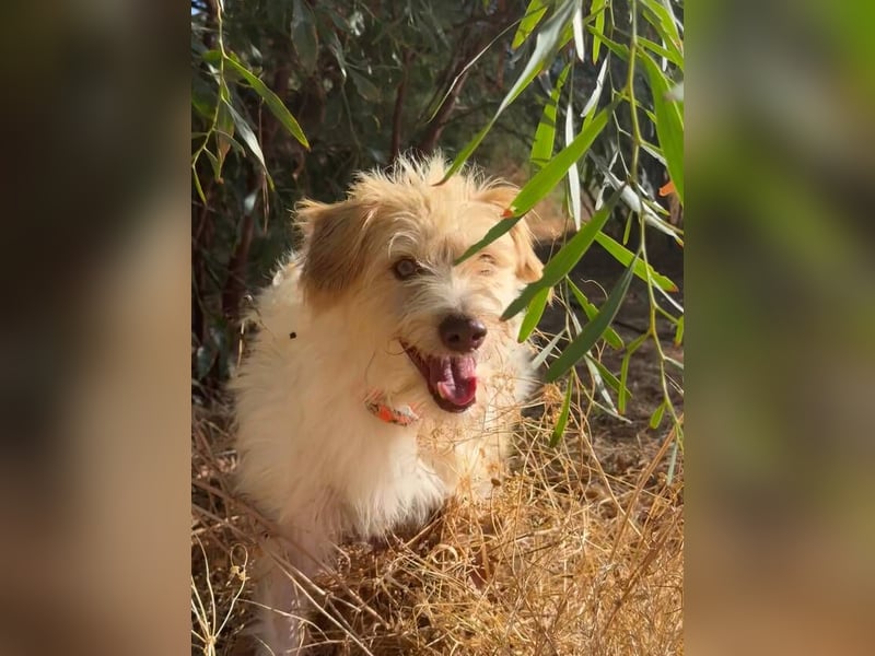 Dos (Spanien) – ein lieber Wuschel zum Verlieben