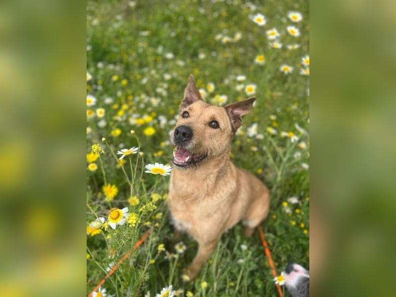 Baloo (Spanien) – ein treuer Gefährte auf der Suche nach seinem letzten Zuhause