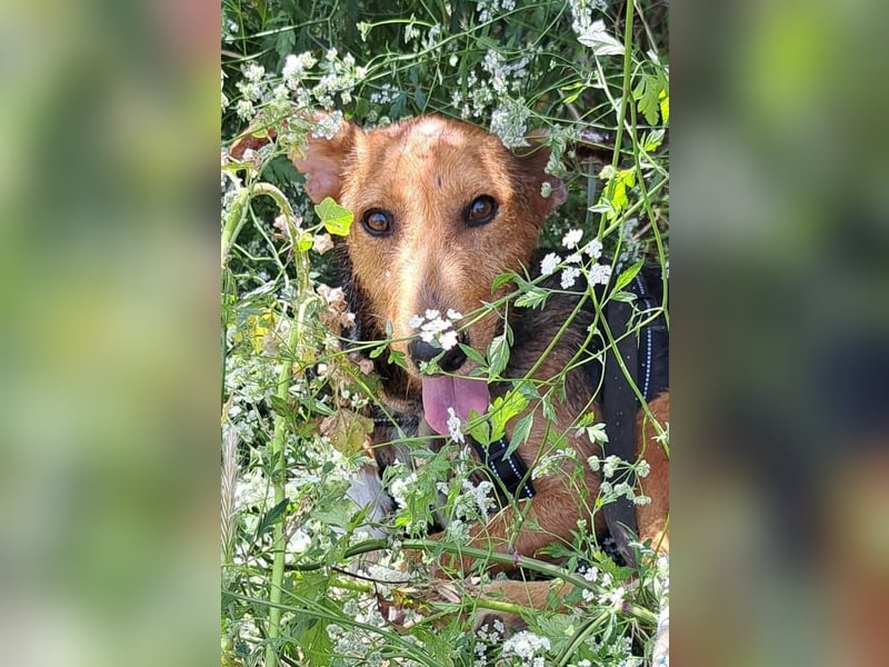 Fritzi (Spanien) – ein hübscher Mischling, der gerne gestreichelt wird