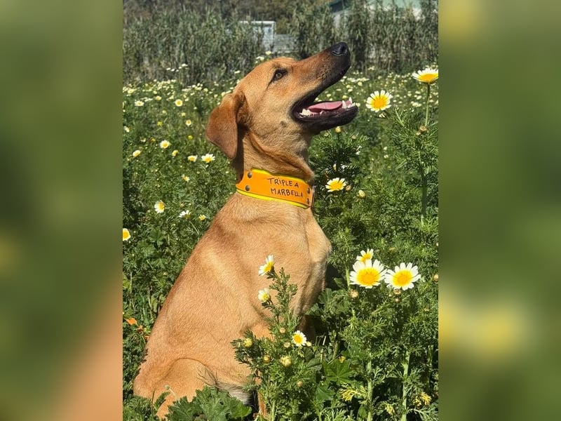 Lucky (Spanien) – eine junge Hündin auf der Suche nach ihrem ersten echten Zuhause