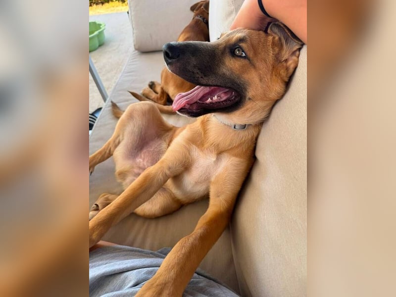 Dexter (Spanien) - lebensfroher Junge sucht seine für immer Futterstelle