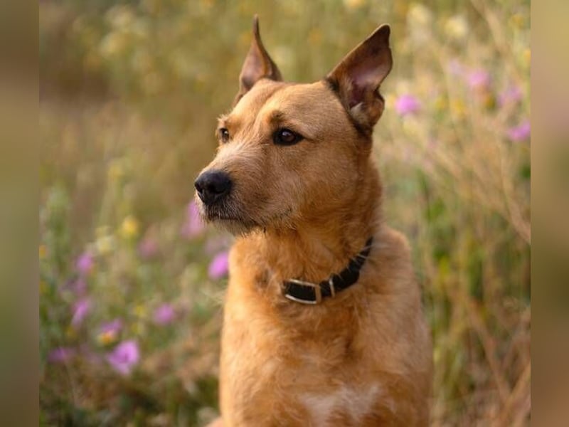 Baloo (Spanien) – ein treuer Gefährte auf der Suche nach seinem letzten Zuhause