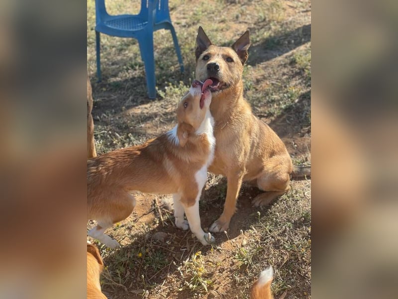 Baloo (Spanien) – ein treuer Gefährte auf der Suche nach seinem letzten Zuhause