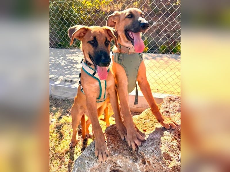 Dexter (Spanien) - lebensfroher Junge sucht seine für immer Futterstelle