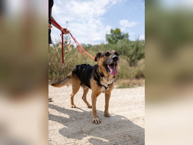 JÜRGEN - menschenbezogener Senior sucht liebevolles Zuhause