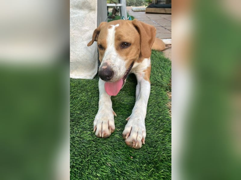 Sandy (Spanien) – verspielte Gotland Hound-Hündin sucht ihr erstes richtiges Zuhause