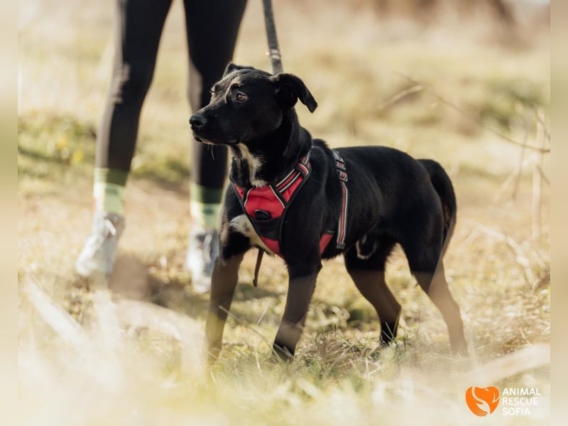 Bogy – Ein ausgeglichener Entdecker mit großem Herzen