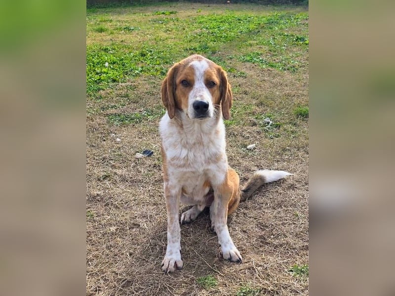 Benny-Boy, Traumhund sucht Traumzuhause