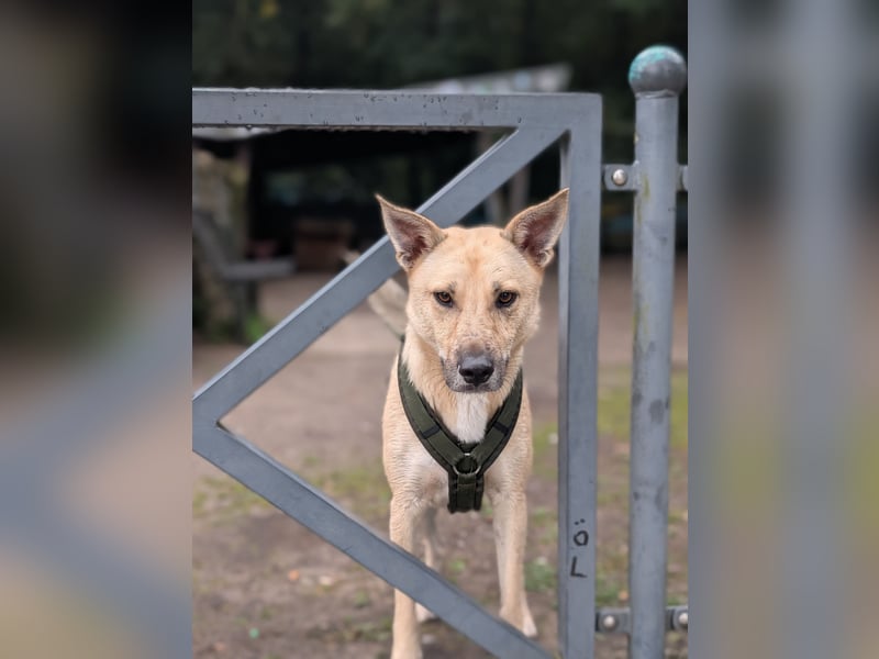 Henry sucht ein liebevolles Zuhause mit Ruhe und Verlässlichkeit