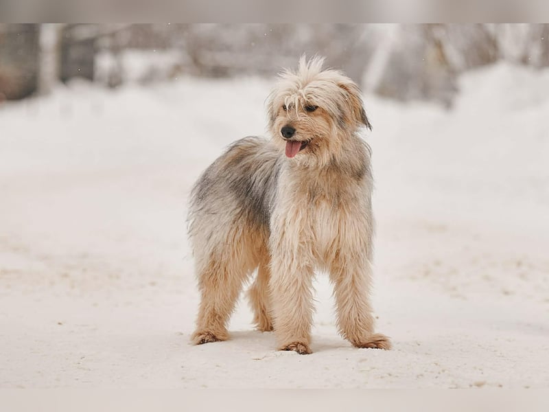 Kleiner Clown Benny sucht sein Zuhause