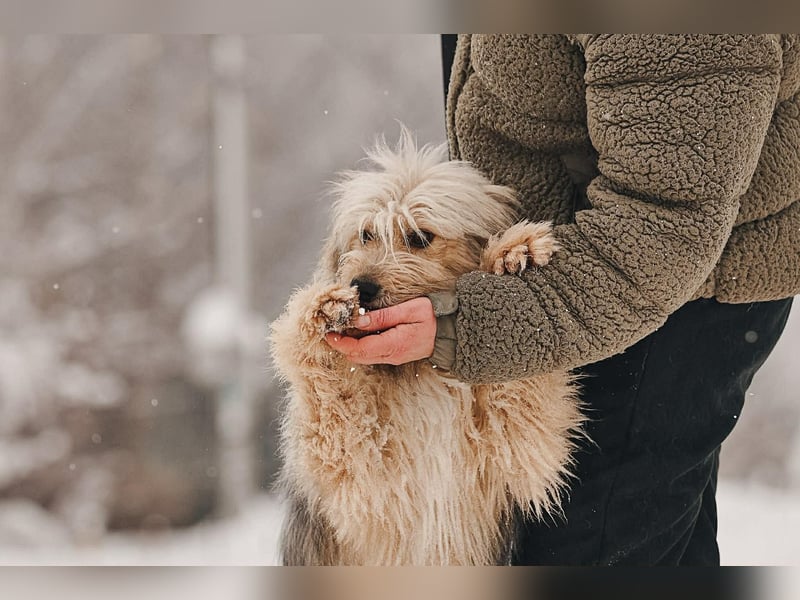 Kleiner Clown Benny sucht sein Zuhause