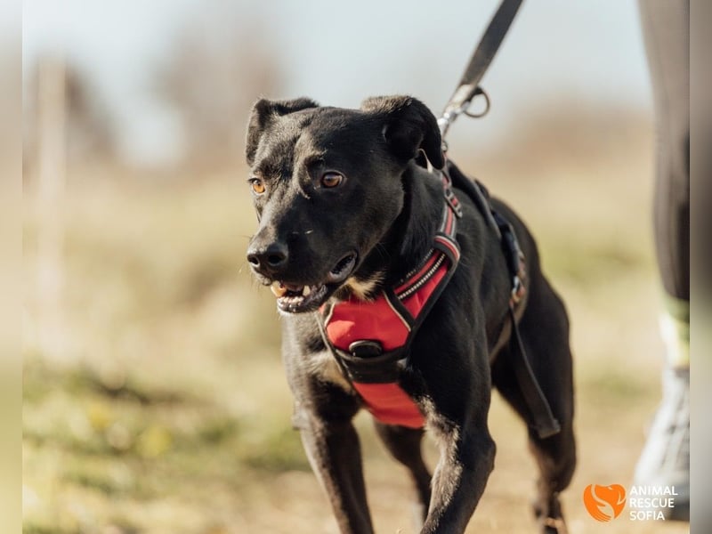 Bogy – Ein ausgeglichener Entdecker mit großem Herzen
