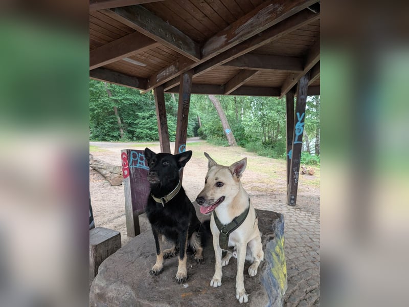 Henry sucht ein liebevolles Zuhause mit Ruhe und Verlässlichkeit