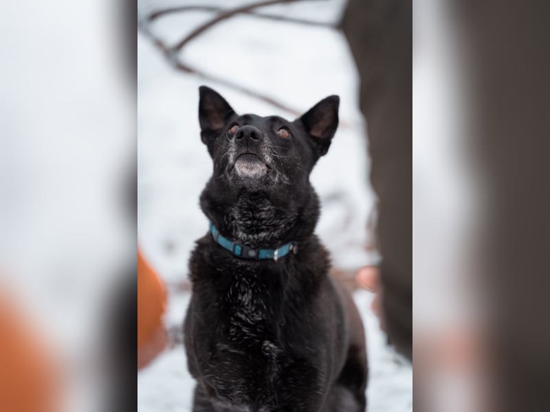 Dichko, 3 Beine, ja und?