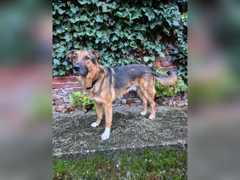 Treuer Bo aus 52428 Jülich sucht sein Für-Immer-Zuhause