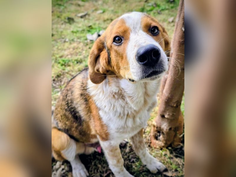 Benny-Boy, Traumhund sucht Traumzuhause