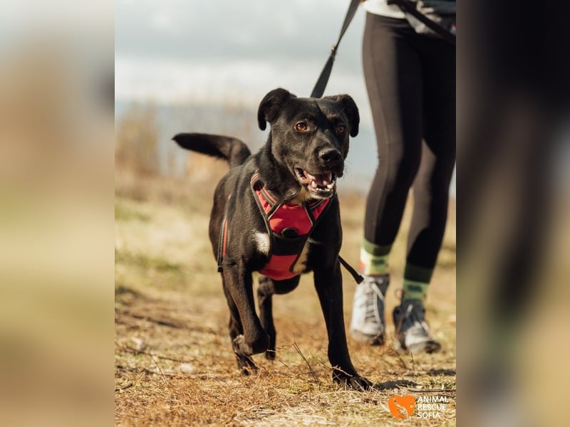 Bogy – Ein ausgeglichener Entdecker mit großem Herzen