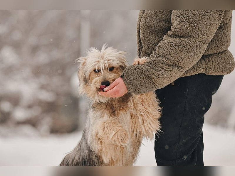 Kleiner Clown Benny sucht sein Zuhause
