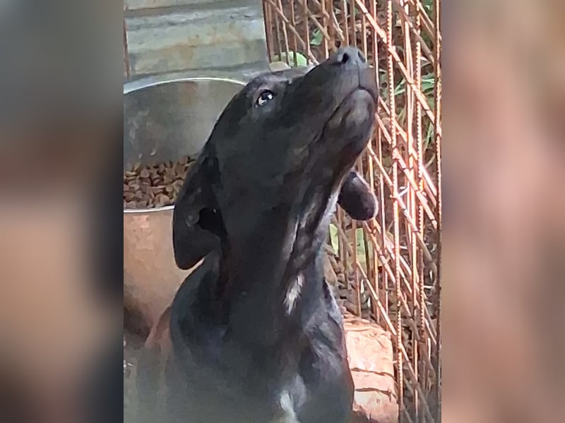 Nero sucht seine Herzmenschen