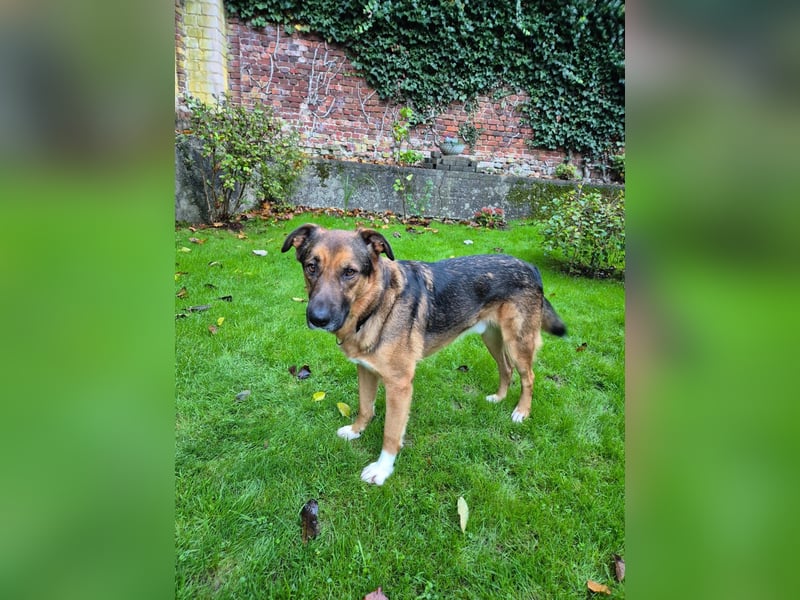 Treuer Bo aus 52428 Jülich sucht sein Für-Immer-Zuhause