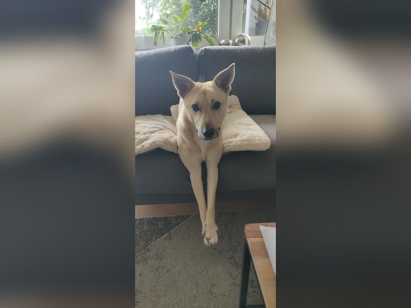 Henry sucht ein liebevolles Zuhause mit Ruhe und Verlässlichkeit