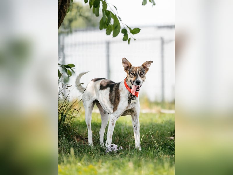Verspielte Stesha sucht ihre Familie