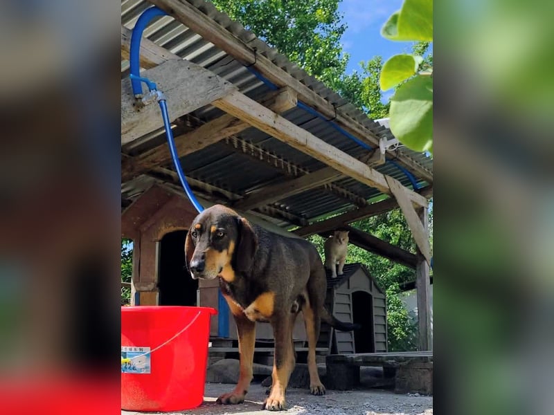 Brownie hatte noch nie ein Zuhause