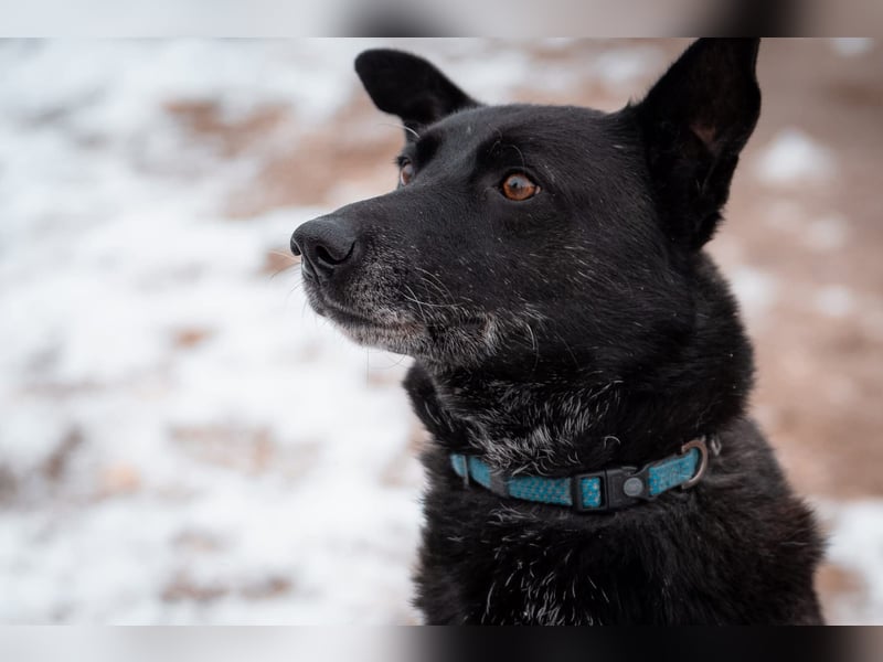 Dichko, 3 Beine, ja und?