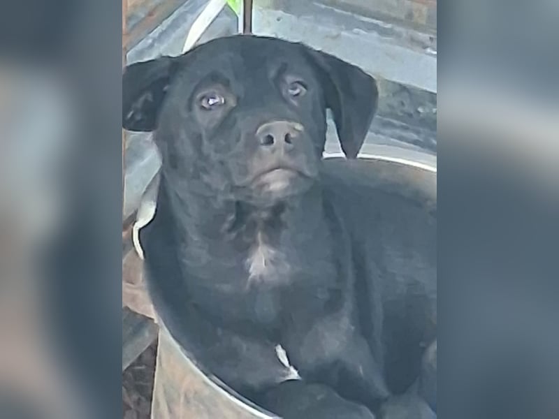 Nero sucht seine Herzmenschen