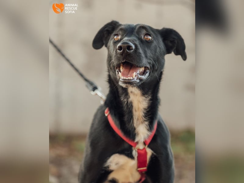 Bogy – Ein ausgeglichener Entdecker mit großem Herzen