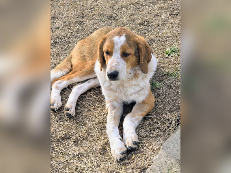 Benny-Boy, Traumhund sucht Traumzuhause