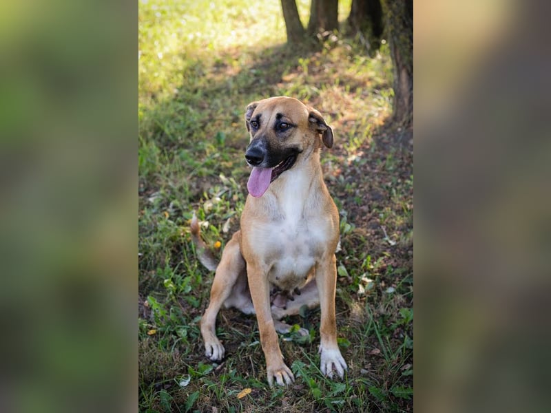 Nisha - freundlich, liebevoll und bereit für ein Zuhause Zuhause oder Pflegestelle zum 06.12.2025