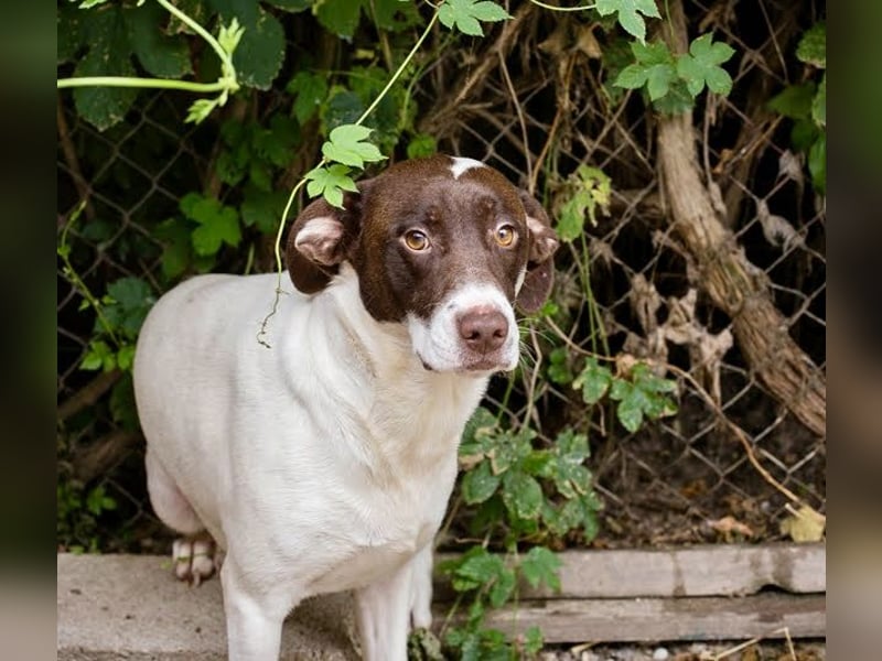 Elina – vom Tierheim auf die Couch