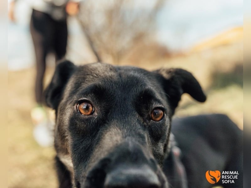 Bogy – Ein ausgeglichener Entdecker mit großem Herzen