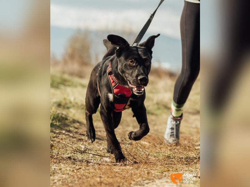 Bogy – Ein ausgeglichener Entdecker mit großem Herzen
