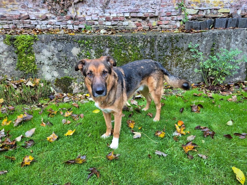 Treuer Bo aus 52428 Jülich sucht sein Für-Immer-Zuhause