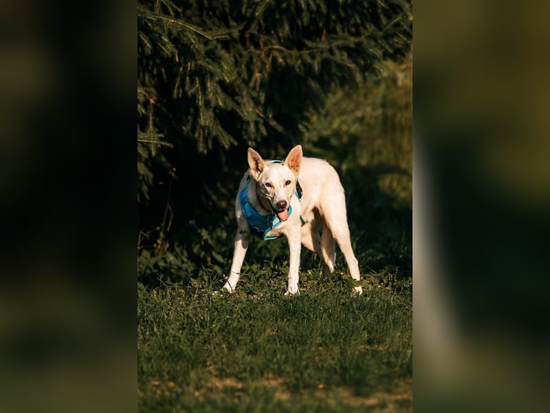 Vorsichtiger Whitey sucht seine Familie