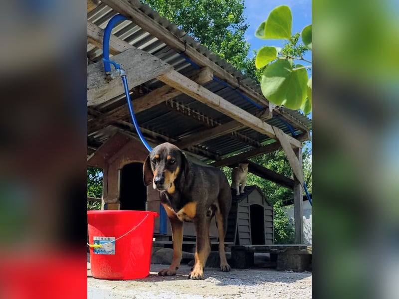 Brownie hatte noch nie ein Zuhause