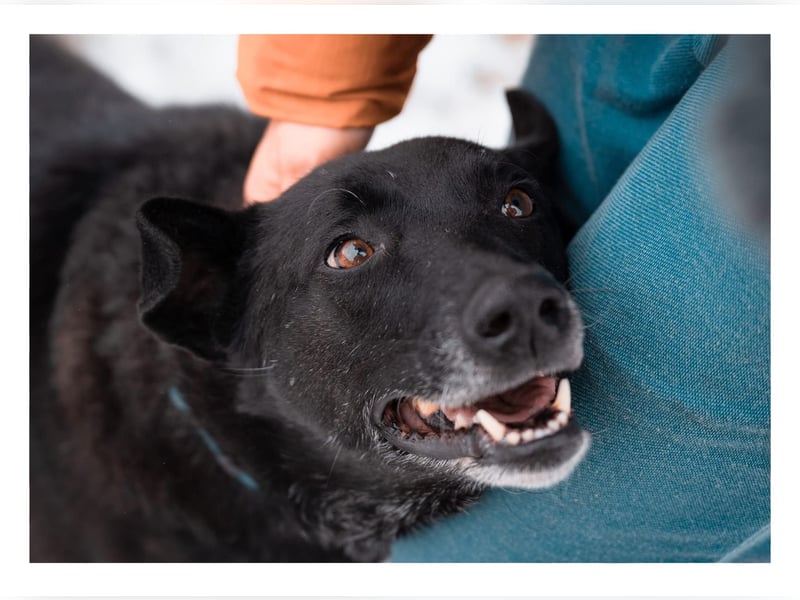 Dichko, 3 Beine, ja und?