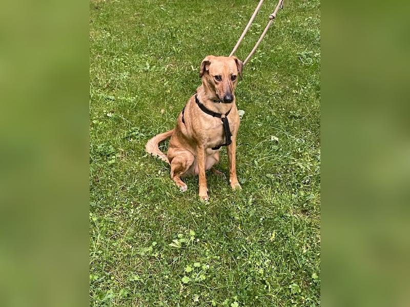 Vermittlungshilfe für Nala
