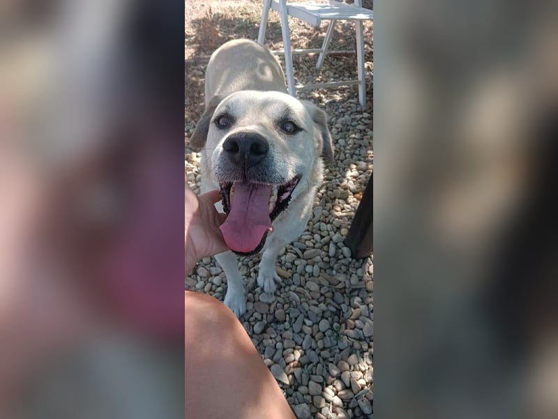 MAX - toller Herzenshund sucht seine Familie